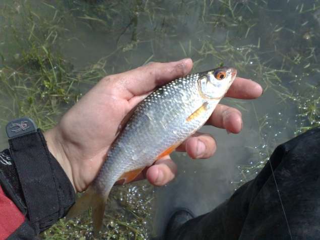 рыбалка плотва на течении весной