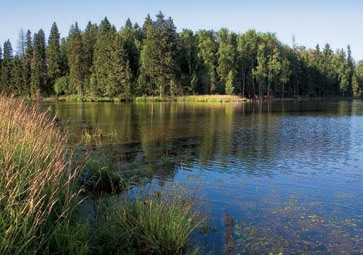 Линь предпочитает хорошо прогреваемые проточные озера.